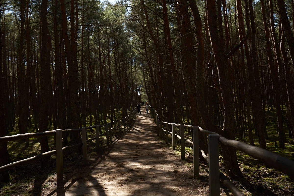 Авторское фотопутешествие по Куршской косе и Зеленоградску — фото 10