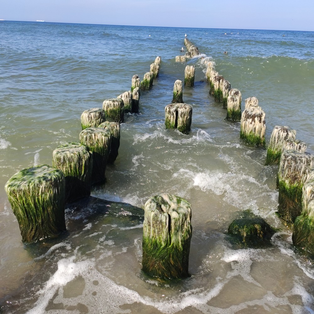 В царство дюн, моря и птиц на Куршской косе — из Калининграда — фото 6