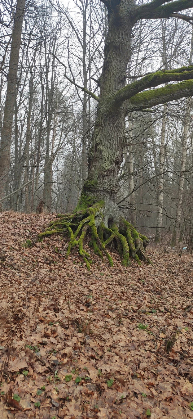 В царство дюн, моря и птиц на Куршской косе — из Калининграда — фото 4