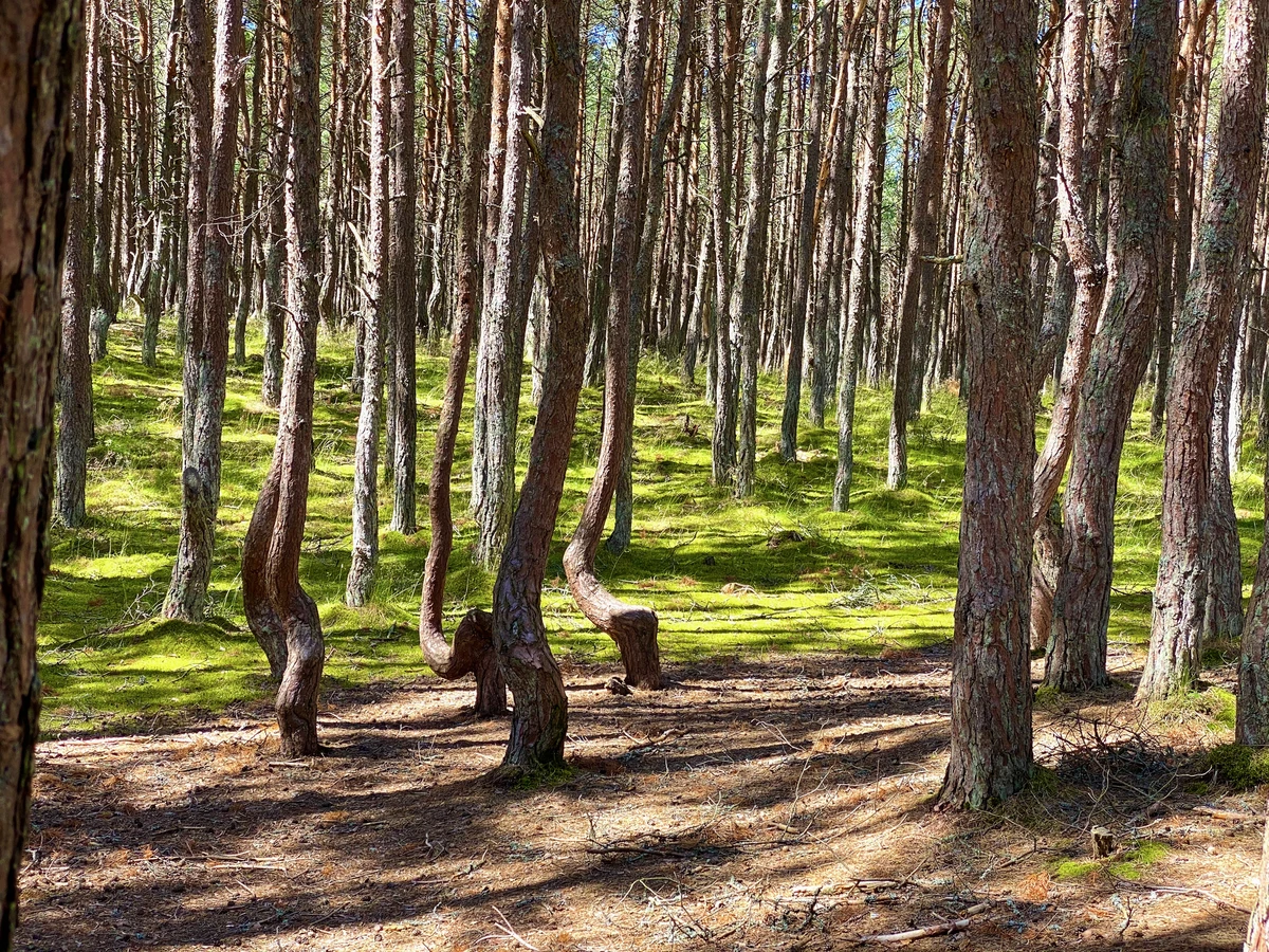 Куршская коса и Зеленоградск для маленькой компании — фото 6