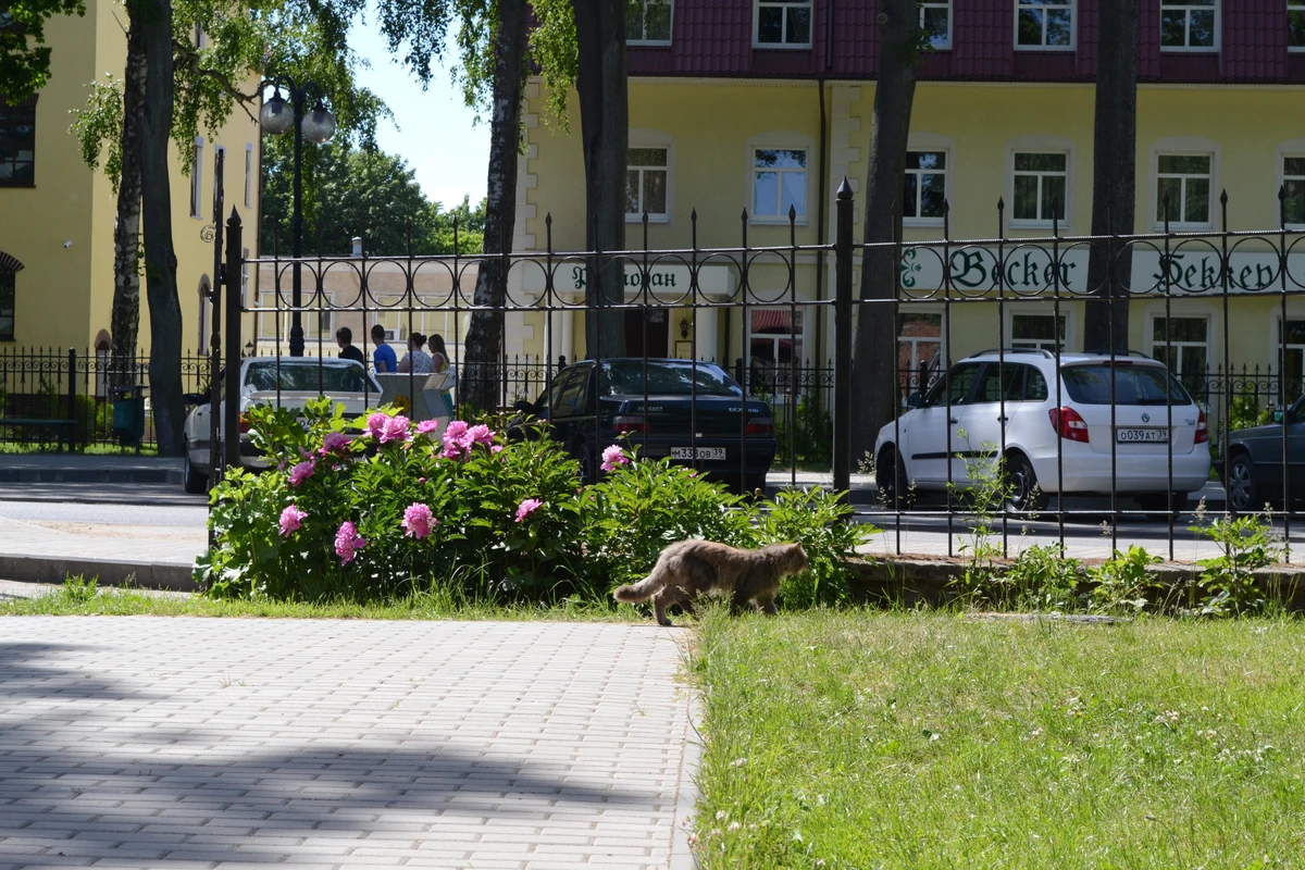 Из Калининграда — в Янтарный — фото 11