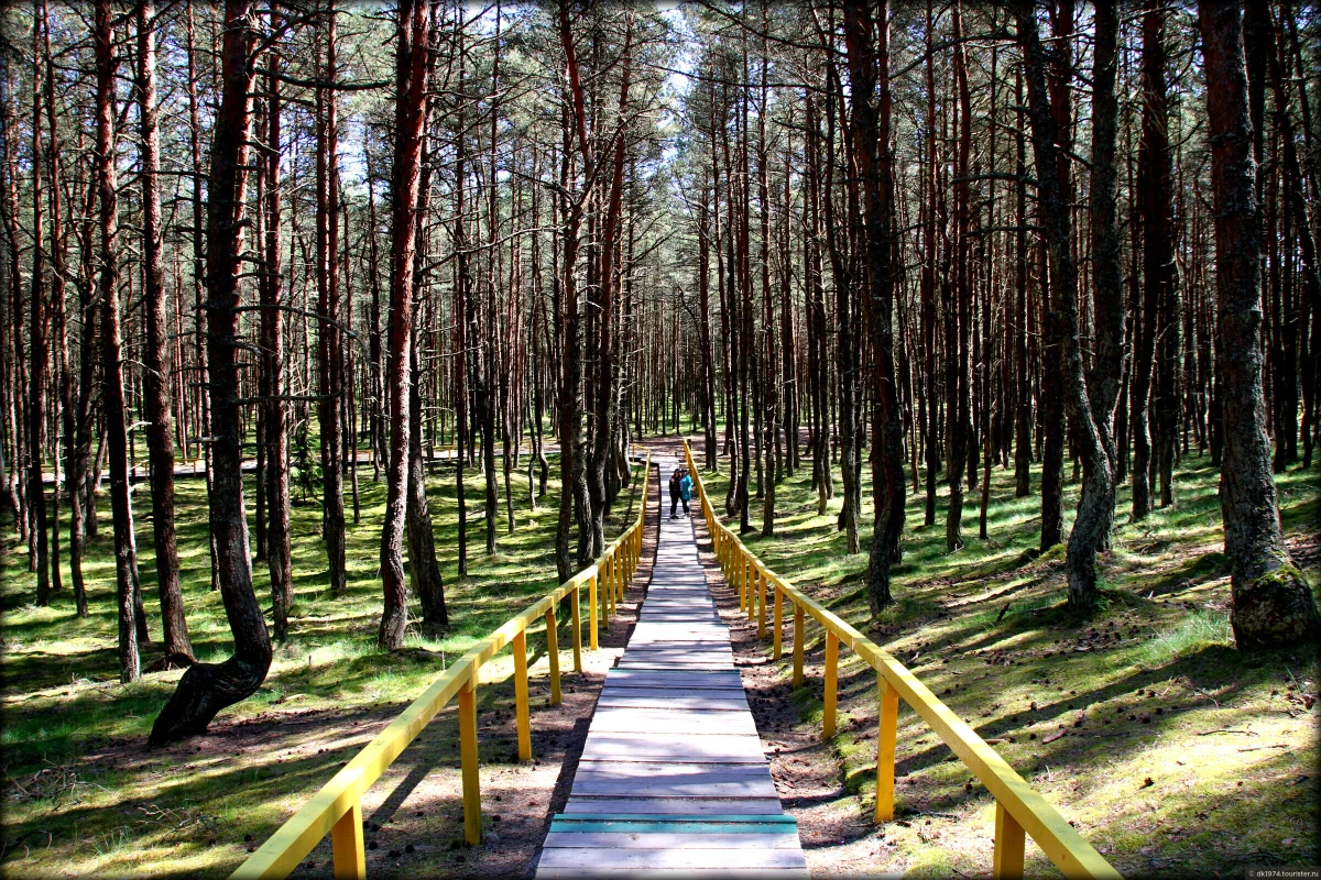Балтийская сказка: Куршская коса, Зеленоградск и рыцарские замки — фото 4