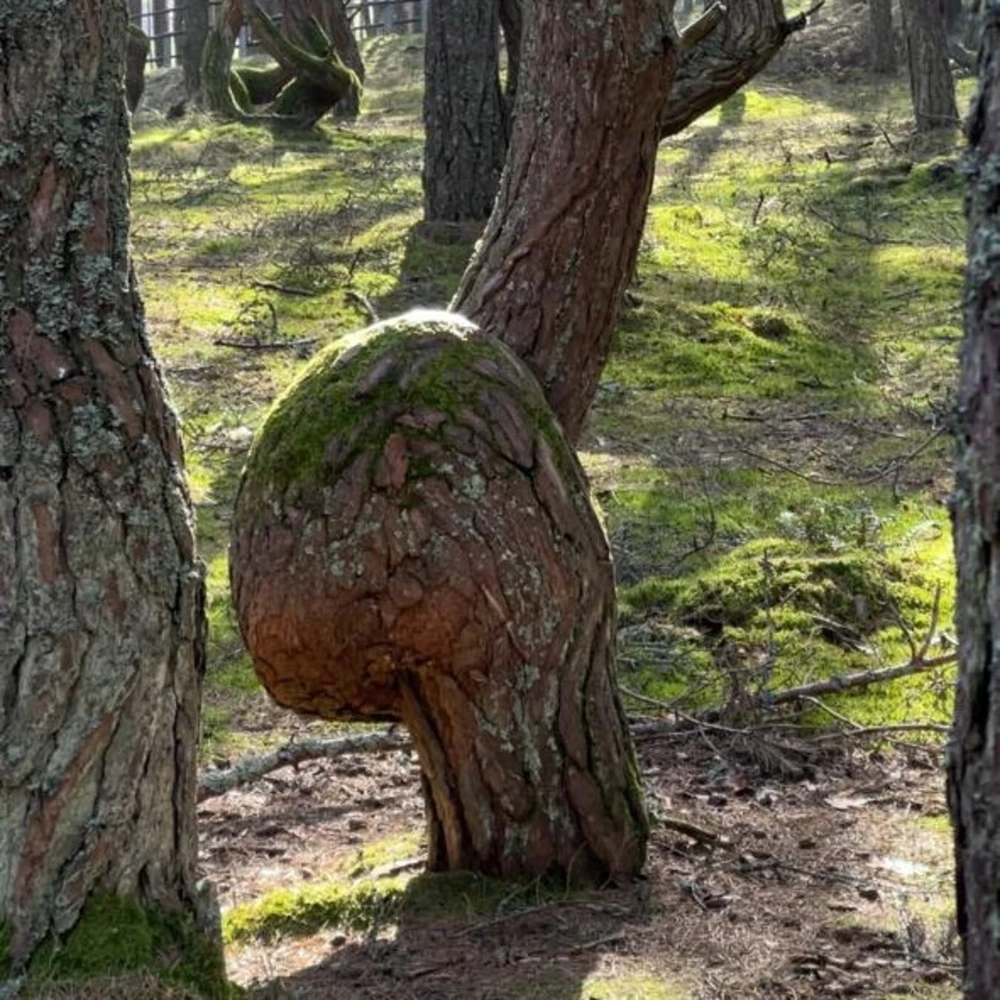 Из Калининграда — на Куршскую косу, в замок Нессельбек и Зеленоградск — фото 12