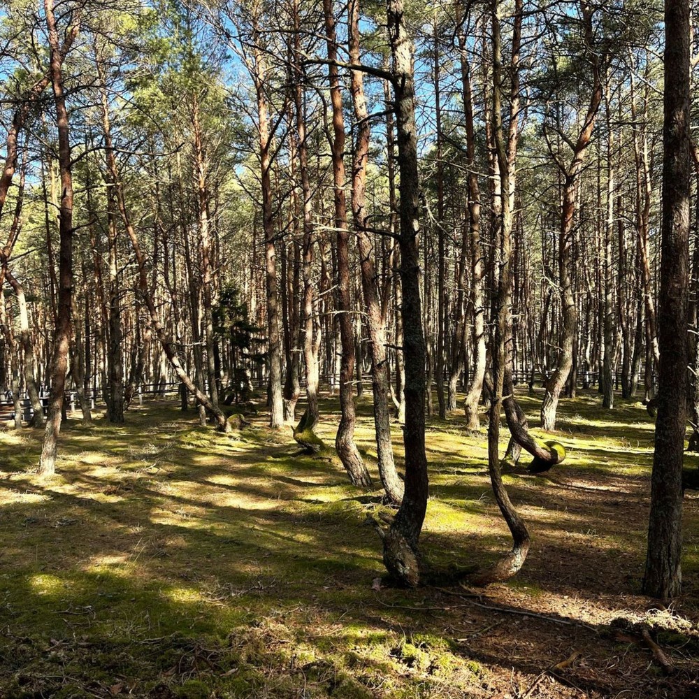 Куршская коса, Зеленоградск и дегустация в сыроварне Шаакен Дорф  — фото 6