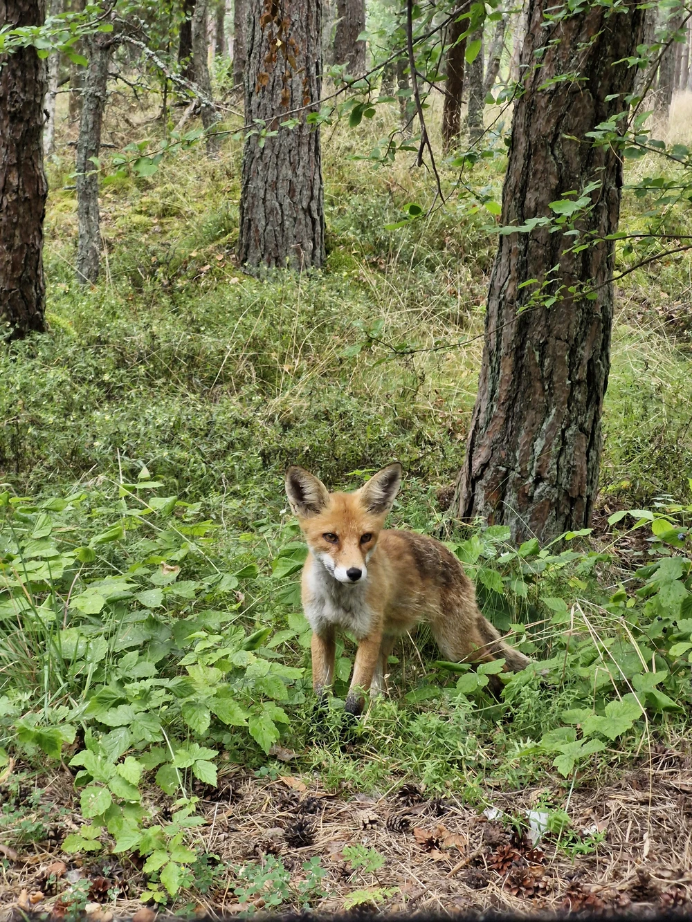 Куршская коса: волшебство на каждом шагу (из Калининграда) — фото 6
