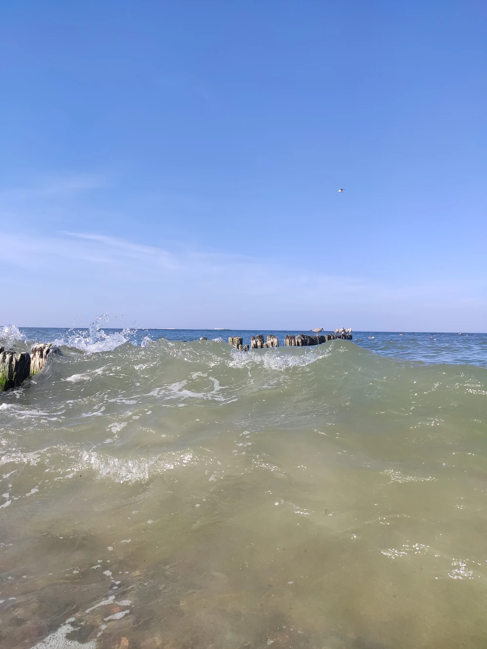 В царство дюн, моря и птиц на Куршской косе — из Калининграда — фото 5